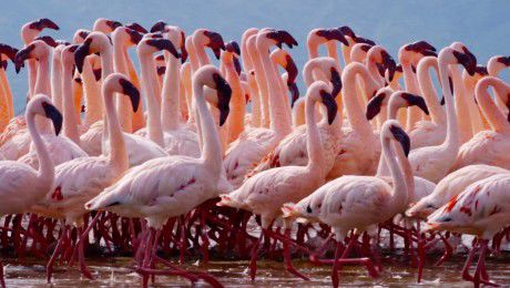 Flamingoes
